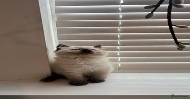 Ragdoll cats - Advert 16