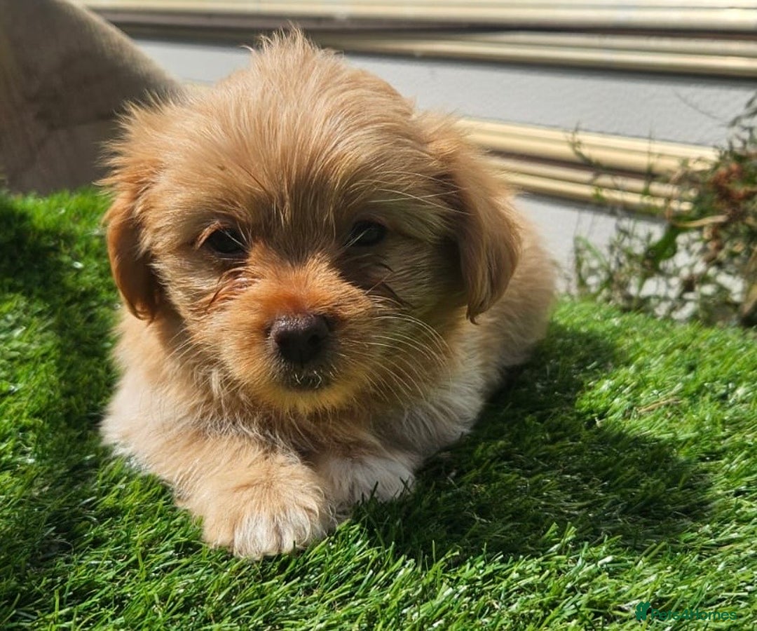 Mixed Breed dogs for sale: Mixed puppy’s  - Image 6