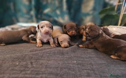 Dachshund dogs for sale: Dachshund  - Image 19