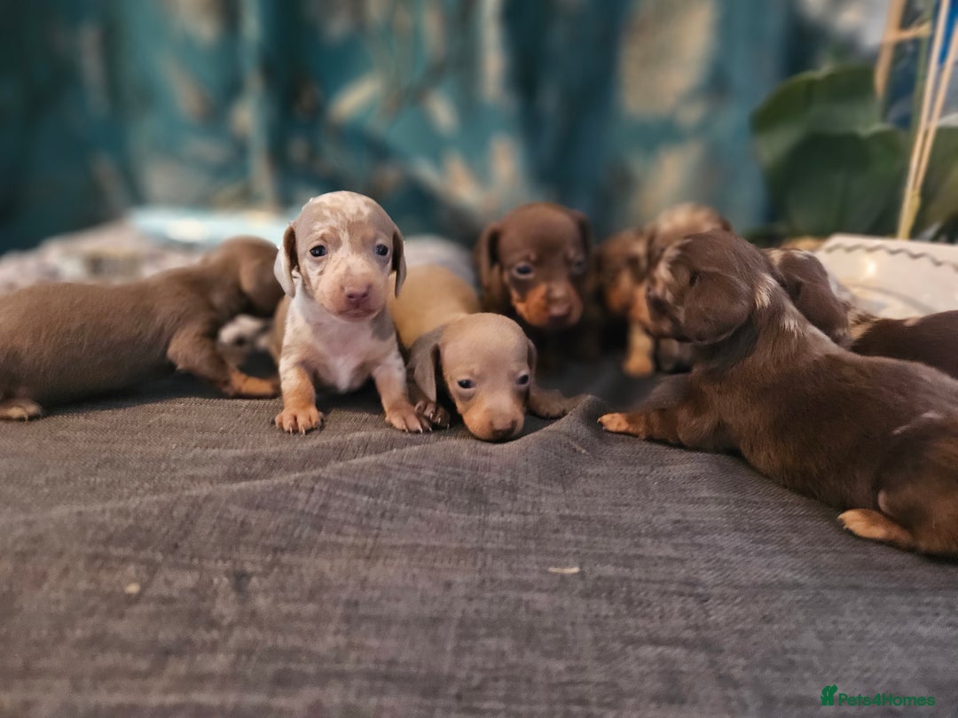 Dachshund dogs for sale: Dachshund  - Image 19