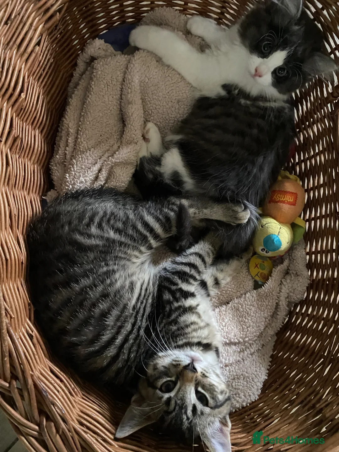 Mixed Breed cats for sale: Beautiful kittens available  - Advert 2