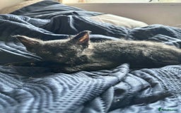 Mixed Breed cats for sale: Mixed breed kittens for sale  - Image 2