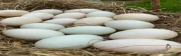 Ducks poultry for sale: Indian Runner Duck Hatching Eggs and Ducklings - Advert 2
