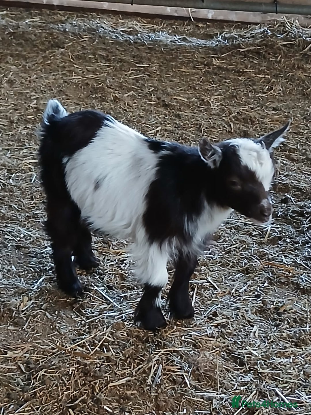 Goats livestock for sale: Pygmy Goat Wether kids for sale  - Image 2