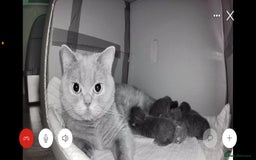 British Shorthair cats for sale: 🐾 Champion Line Blue BSH Kittens GCCF Active 🐾  - Image 26