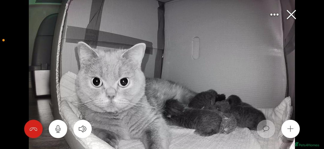 British Shorthair cats for sale: 🐾 Champion Line Blue BSH Kittens GCCF Active 🐾  - Image 26