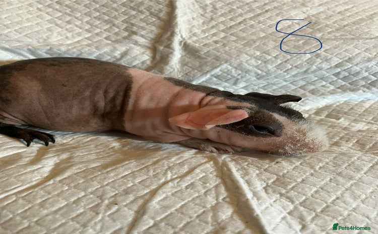 Guinea Pig rodents - Advert 3