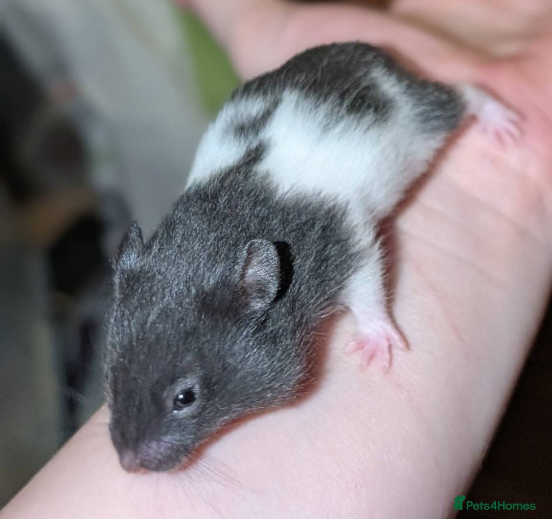 Hamster rodents for sale: Pedigree syrian hamsters  - Advert 2