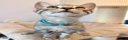 Bengal cats for sale: Exceptional Bengal Kittens Ready Now  - Advert 18
