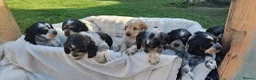 Cocker Spaniel dogs for sale: 🏡UNIQUE SHOW COCKER SPANIELS PUPPIES 🐶  - Advert 1