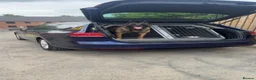 Belgian Shepherd Dog dogs for sale: Female KC Belgian Malinois for Sale - Advert 6