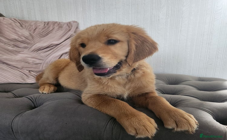 Golden Retriever dogs - Advert 6