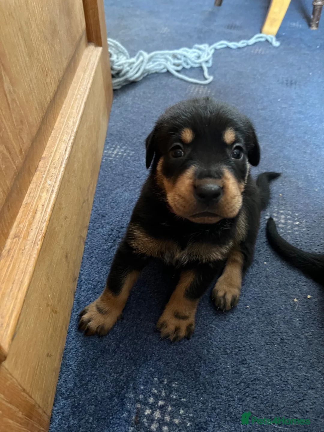 Mixed Breed dogs for sale: Rottweiler Doberman mix in Berwick-upon-Tweed - Advert 2