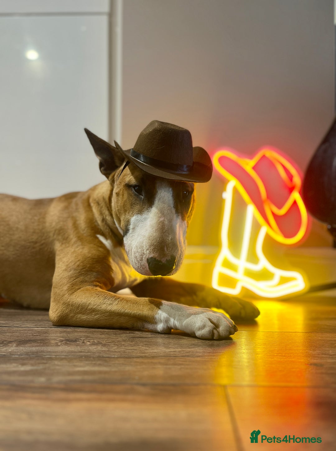 English Bull Terrier dogs for stud: ENGLISH BULL TERRIER STUD DOG - KC Registered - Image 6