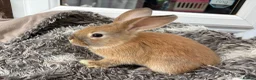 Mini Lop rabbits for sale: Beautiful Mini Lop Baby Rabbits🐇❤️ in Coalville - Advert 28