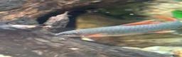 Sharks fish for sale: Rainbow shark  - Advert 2