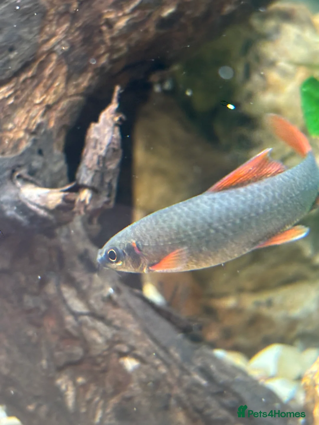 Sharks fish for sale: Rainbow shark  - Advert 2