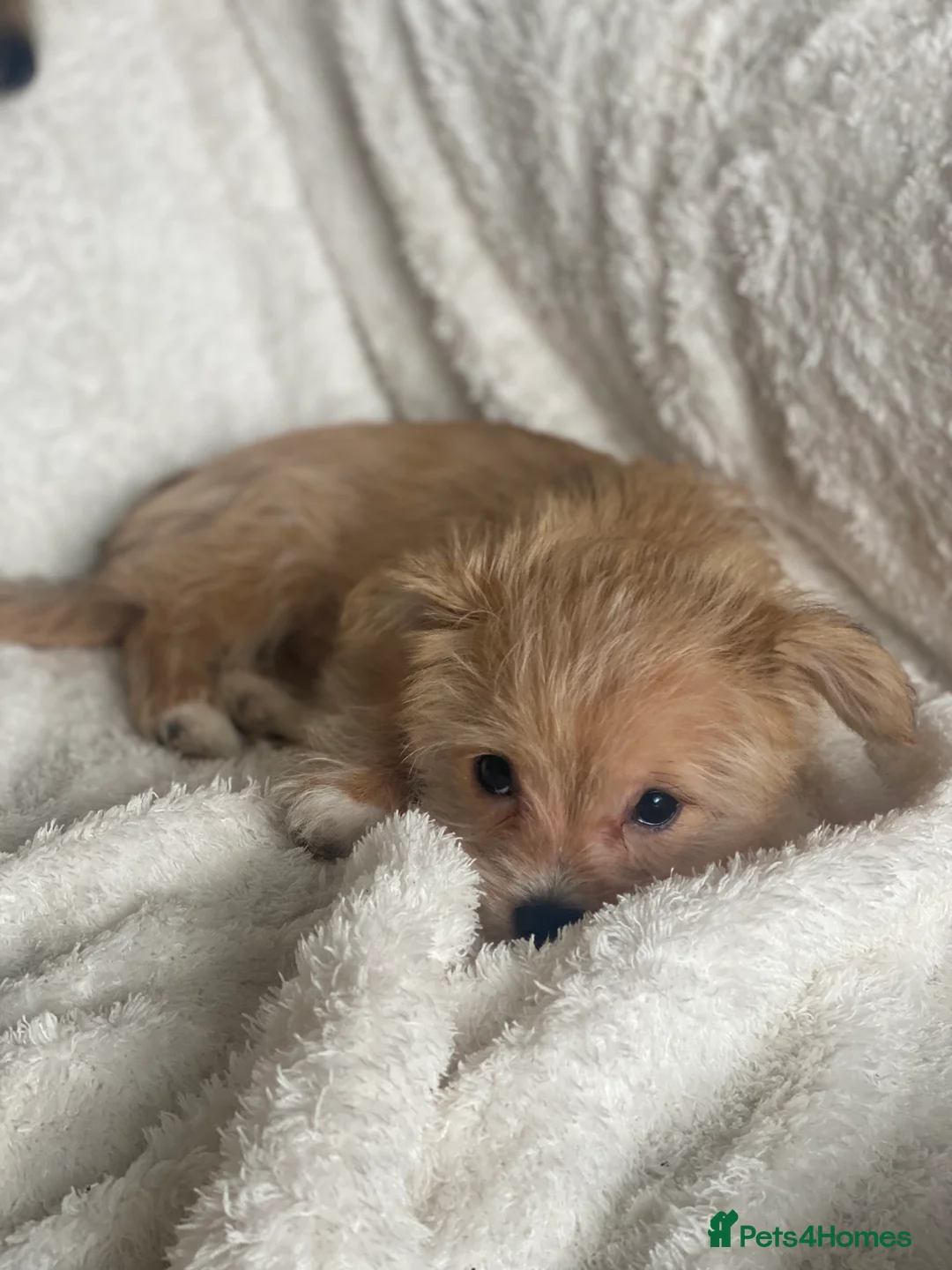 Mixed Breed dogs for sale: Ready to go! Unique mix - Maltese x JackChi Pups - Advert 27