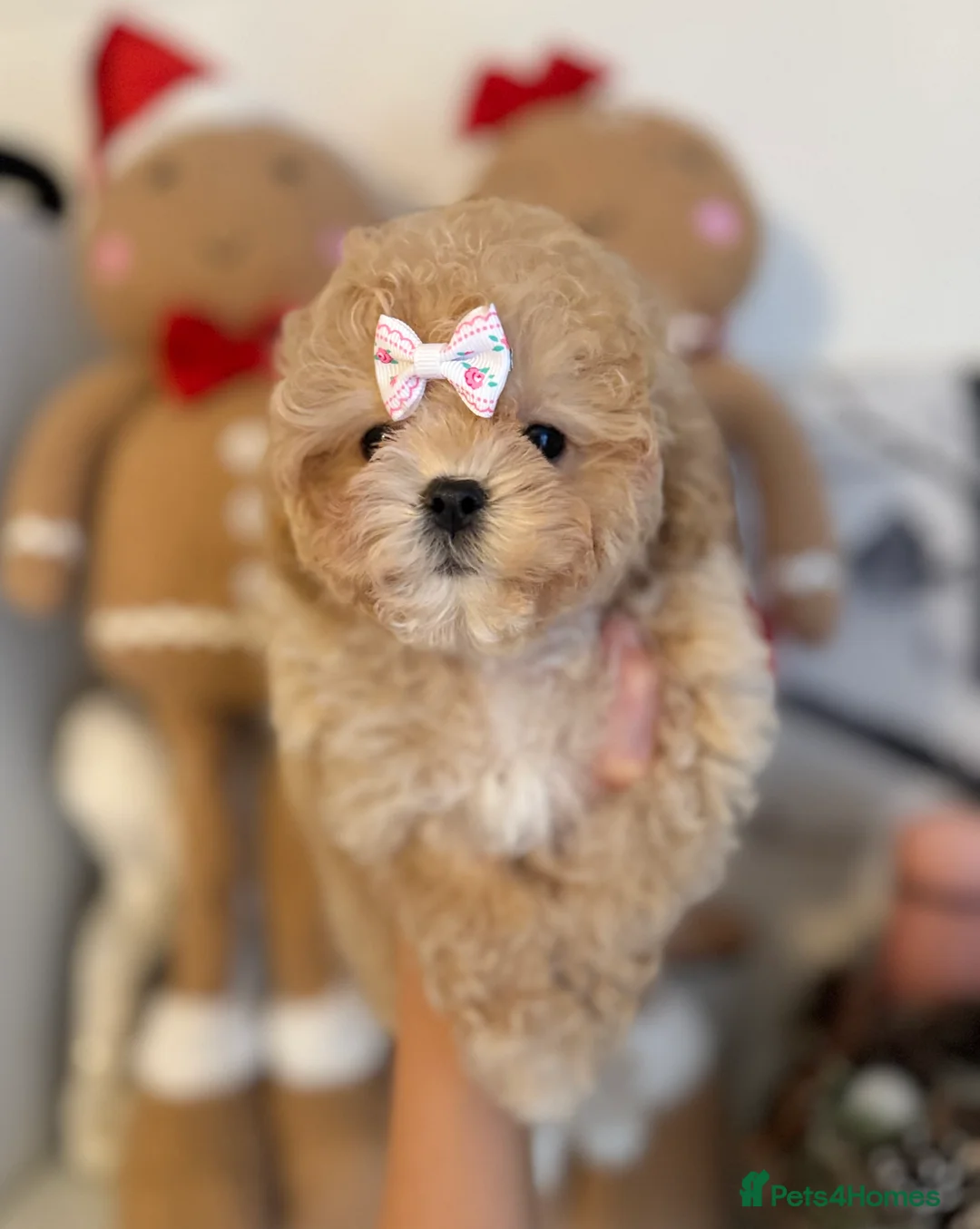 Maltipoo dogs for sale: ✨Rare Top Quality Tiny Asian F1 Maltipoo✨ - Advert 13
