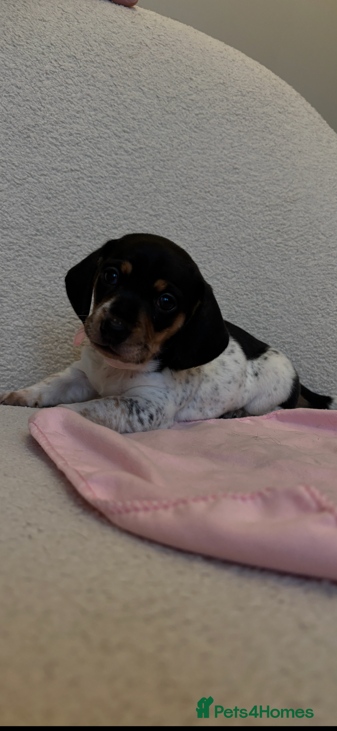 Miniature Dachshund dogs for sale: Mini baby dachshunds  - Advert 2