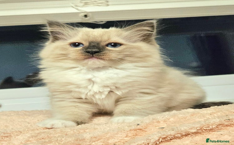 Ragdoll cats - Advert 5