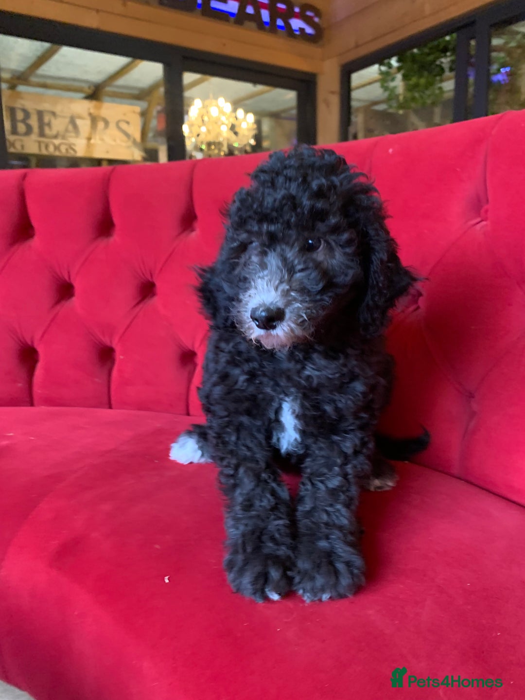 Bernedoodle dogs for sale: F1 Bernedoodle 2 Standard girls  - Image 4