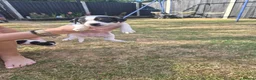 Jack Russell dogs for sale: Jack Russell puppies  - Advert 11