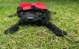 Miniature Poodle dogs for sale: Miniature Poodle puppies - Image 5