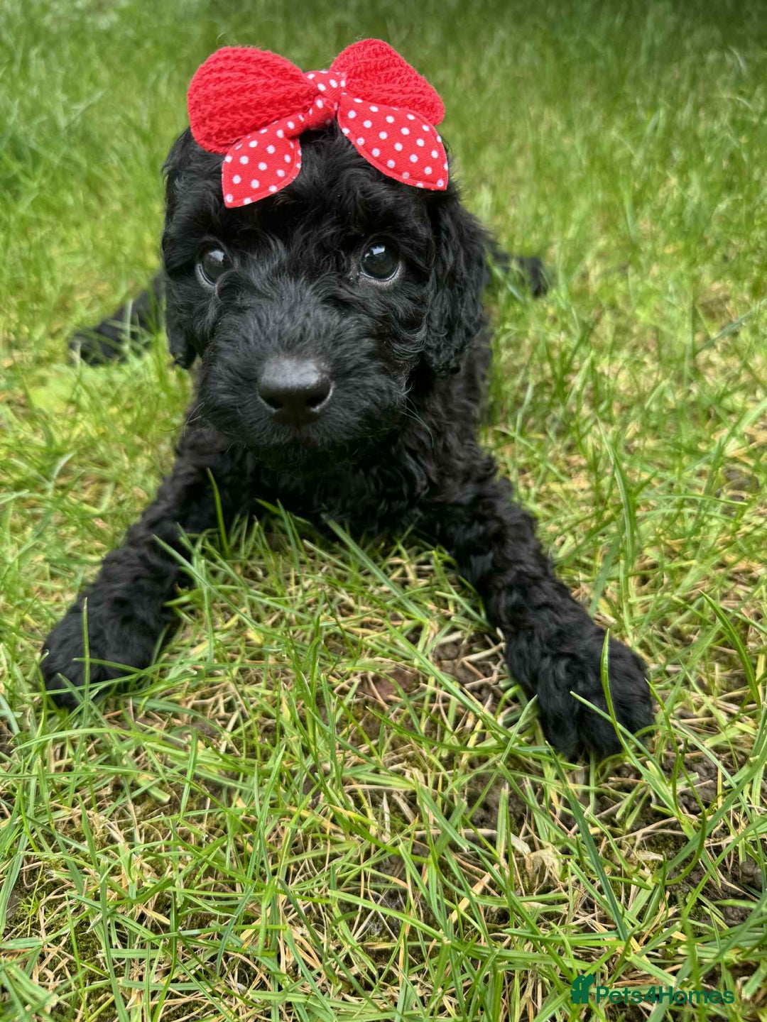 Miniature Poodle dogs for sale: Miniature Poodle puppies - Image 5