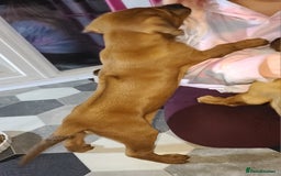 Rhodesian Ridgeback dogs for sale: Super chunky Rhodesian Ridgeback puppy - Image 4