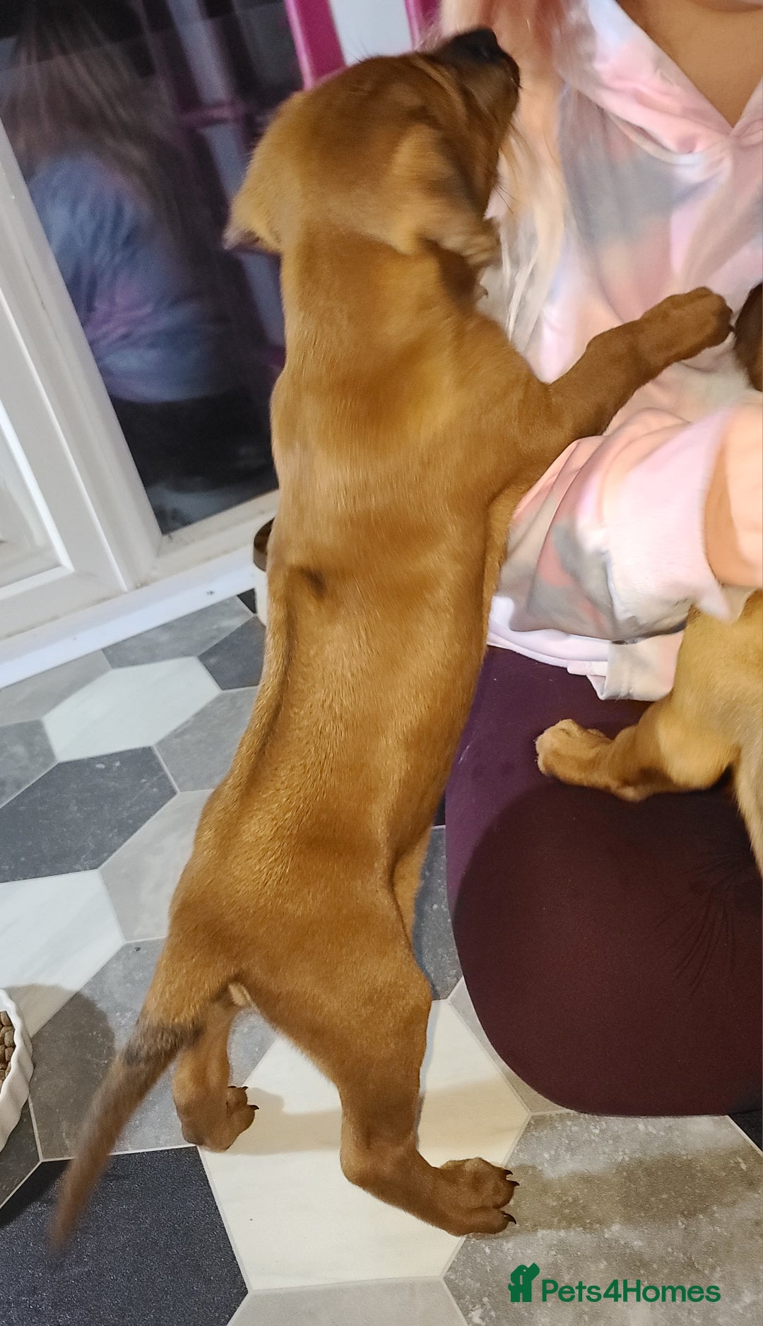 Rhodesian Ridgeback dogs for sale: Super chunky Rhodesian Ridgeback puppy - Image 4