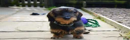 Dachshund dogs for stud: CHAMPION LINES 0% COI WIREHAIRED DACHSHUND STUD  in Stockton-on-Tees - Advert 9