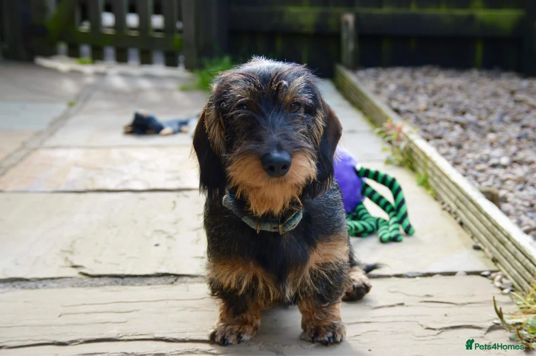 Dachshund dogs for stud: CHAMPION LINES 0% COI WIREHAIRED DACHSHUND STUD  in Stockton-on-Tees - Advert 9
