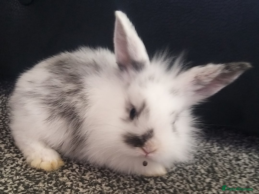 Lionhead rabbits for sale: Blue harlequin Mini lion lops  - Image 2