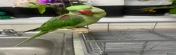 Parrots birds for sale: Alexandrian Parrot for Sale in Warminster - Advert 3