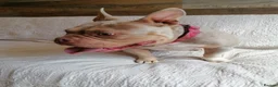 Mixed Breed dogs for adoption: ❤️🐶 COCO – 2-year-old small-medium Micro Bulldog - Advert 8