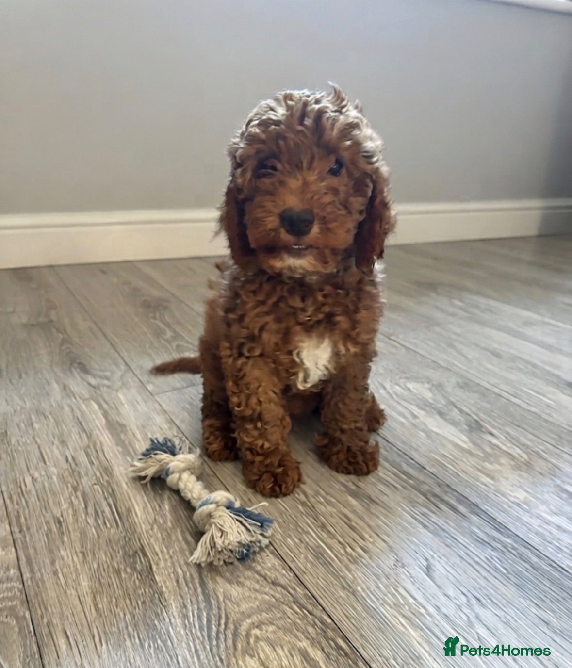 Mini Goldendoodle dogs Beautiful Mini Double Doodles READY TO LEAVE - Advert 13
