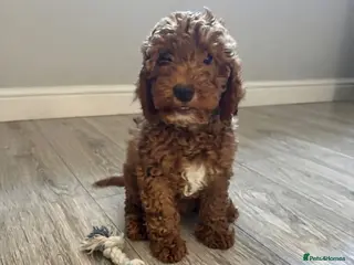 Mini Goldendoodle dogs Beautiful Mini Double Doodles READY TO LEAVE - Advert 13
