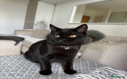 Scottish Fold cats for sale: Lovely Scottish straight girl - Image 4