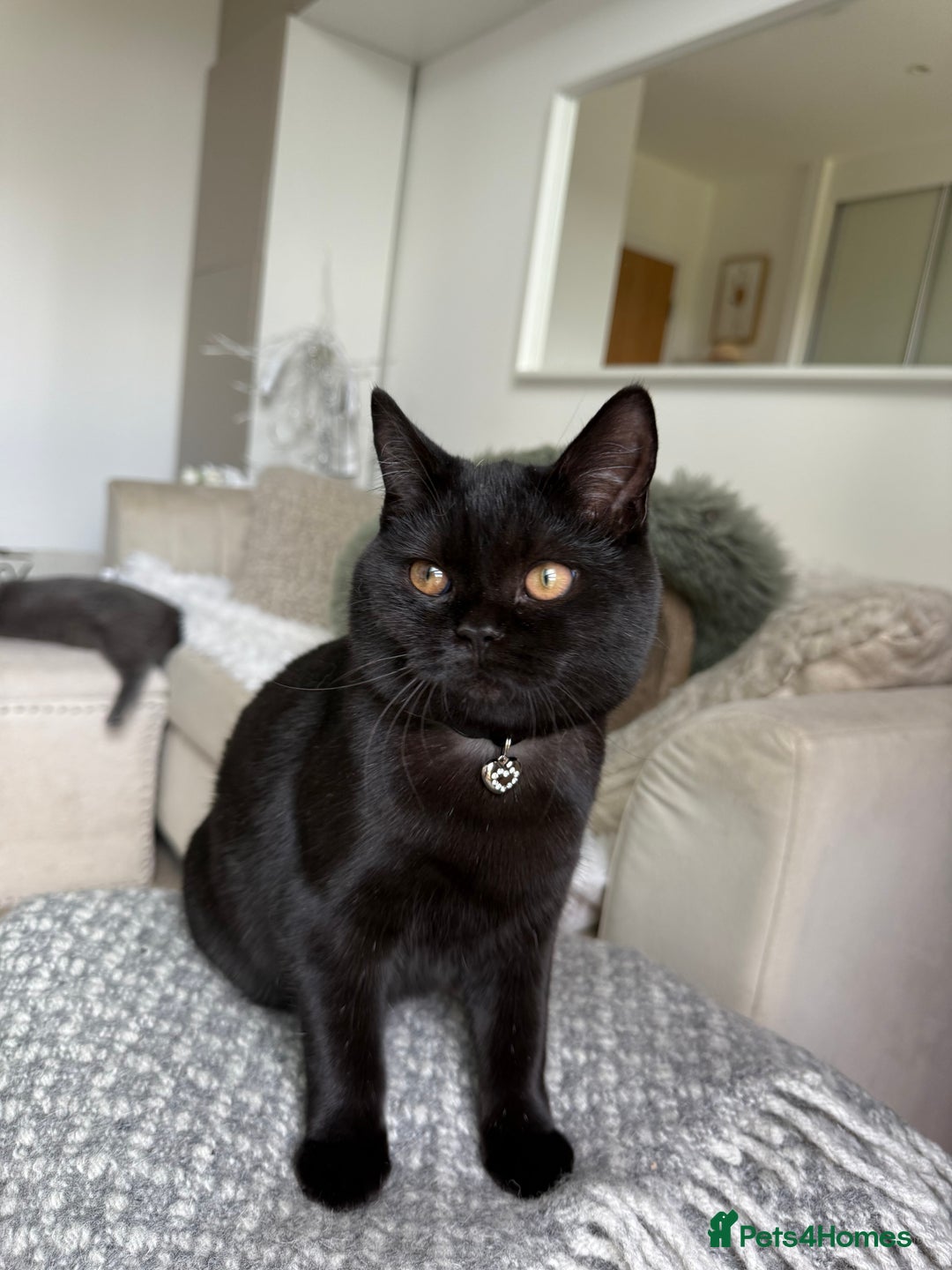 Scottish Fold cats for sale: Lovely Scottish straight girl - Image 4