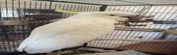 Cockatoo birds for sale: Sulphur crested cockatoo in Nottingham  in Nottingham - Advert 5