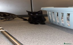 American Shorthair cats for sale: 3 Tabby kittens and 1 bombay kitten - Image 16
