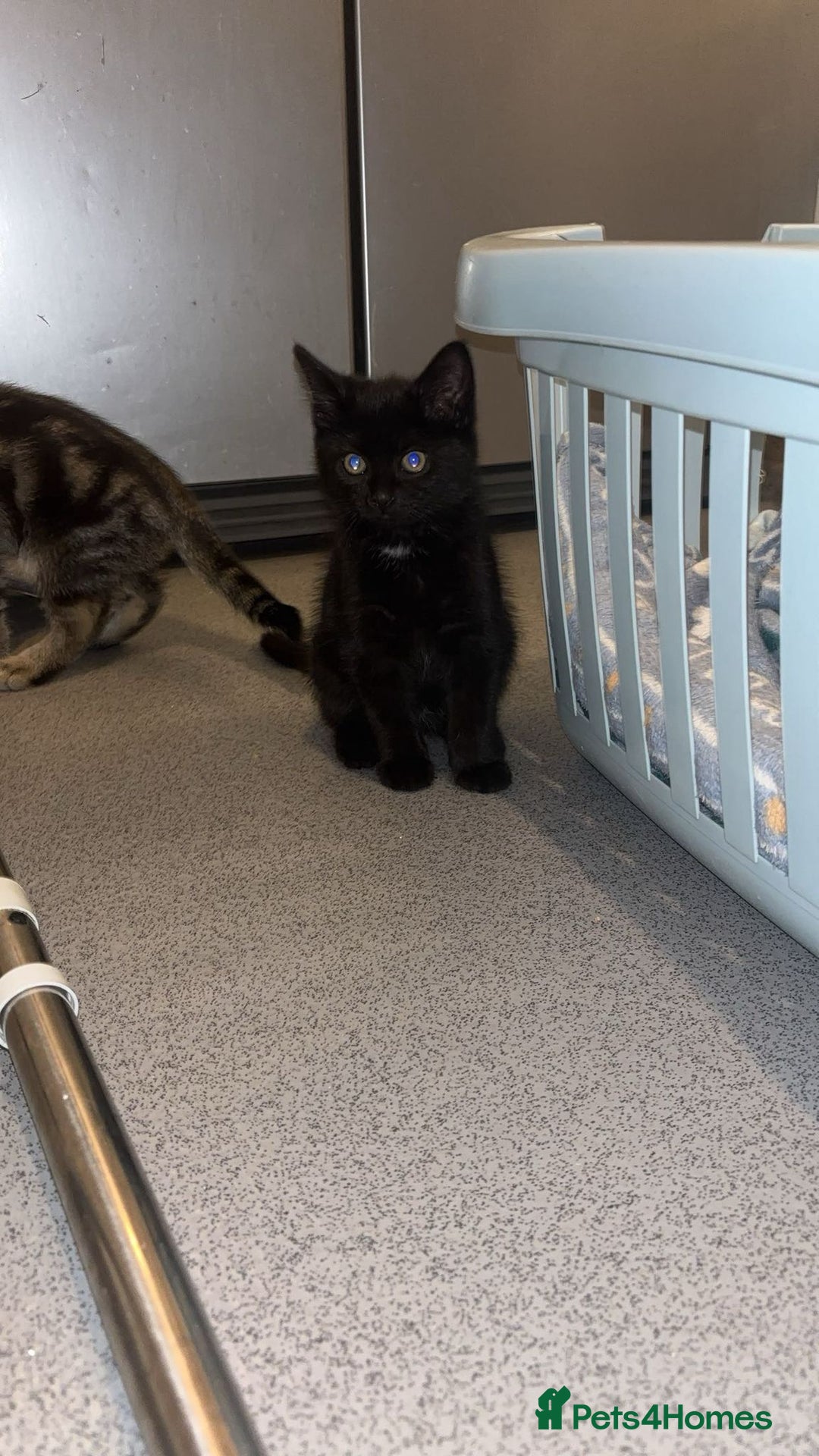 American Shorthair cats for sale: 3 Tabby kittens and 1 bombay kitten - Image 16