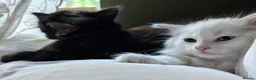 Norwegian Forest Cat cats for sale: I saved the best girl for last!  - Advert 9