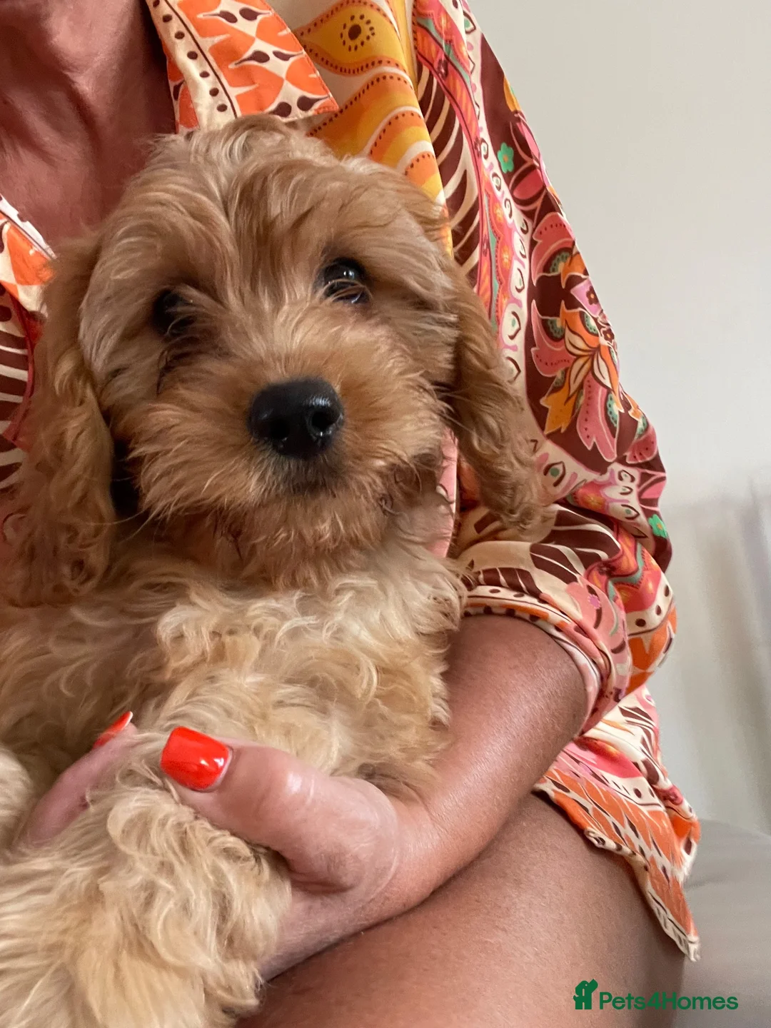 Cavapoo dogs for sale: 🐶🐾Adorable F1 miniature cavapoos🐾🐶 - Advert 2