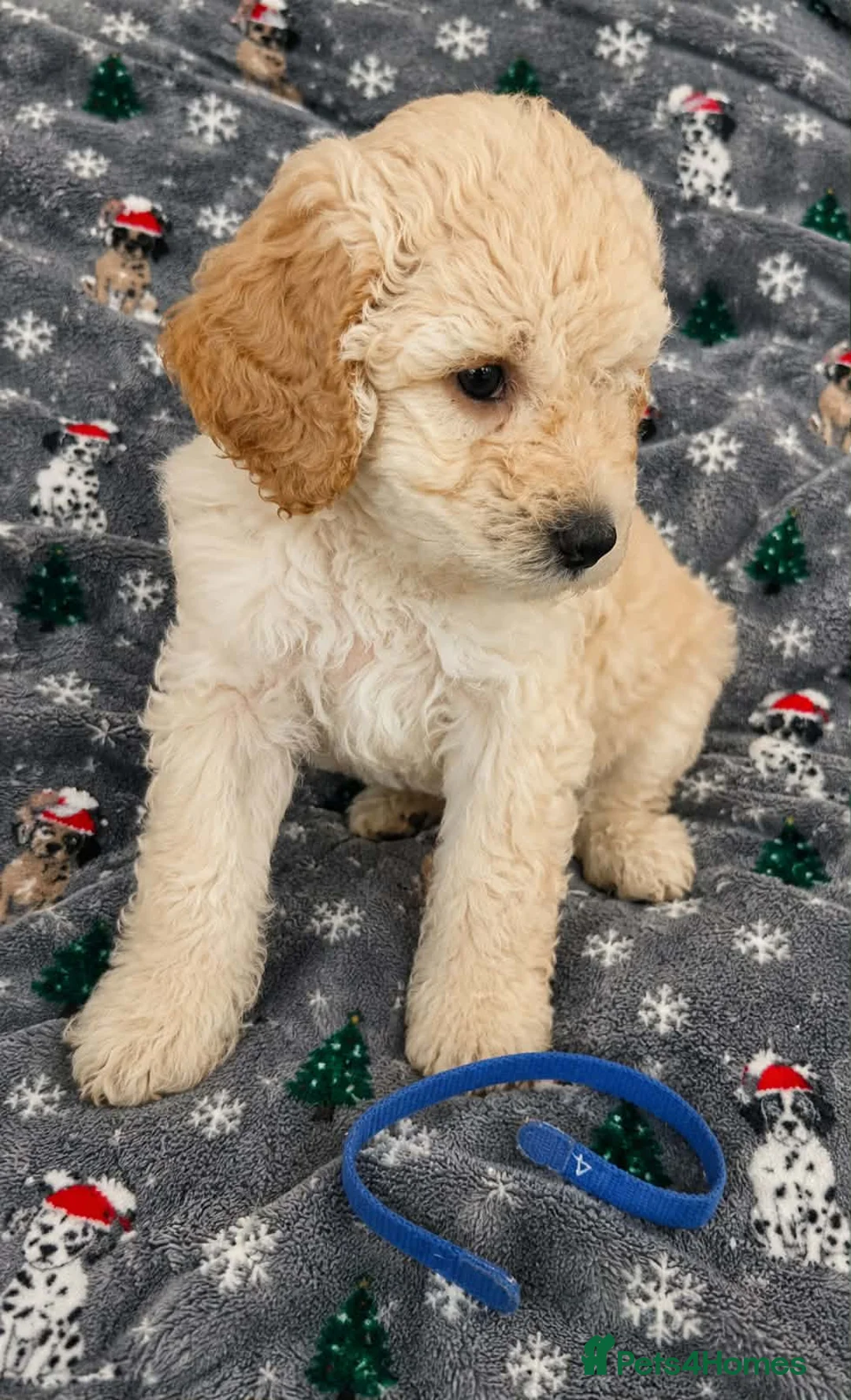 Mixed Breed dogs for sale: Cockapoo x cavapoo puppies for sale  - Advert 2