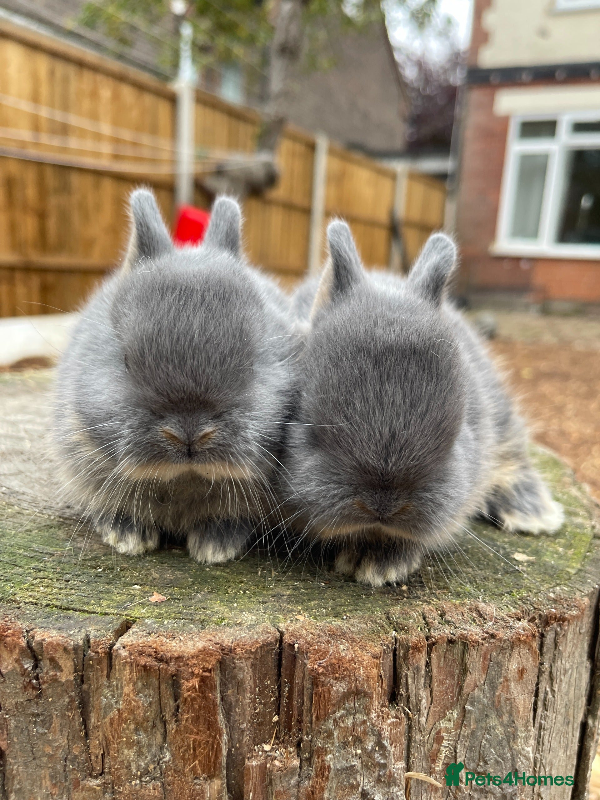 Netherland Dwarf rabbits Real Netherland Dwarf   - Advert 6
