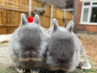 Netherland Dwarf rabbits - Advert 2