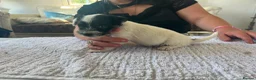 Parson Russell dogs for sale: 7 working parson terrier pups  - Advert 9