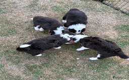 Border Collie dogs for sale: Beautiful Border collie Puppies - Image 1